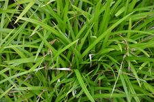Carex foliosissima 'Irish Green' **