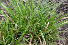 Carex morrowii 'Variegata' **