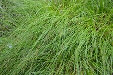 Carex muricata 'Weinheim Light Green' **