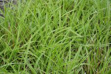Carex foliosissima 'Vanice' **