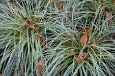 Carex 'Feather Falls' ***