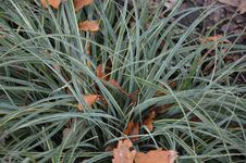 Carex flacca 'Buis' **
