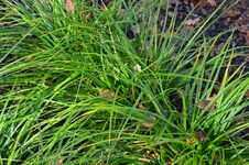 Carex morrowii 'Hazy Green' ***
