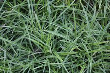 Carex foliosissima 'Ice Dance' **
