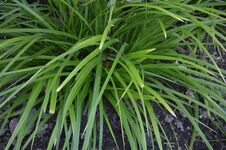 Carex morrowii 'Mosten' **