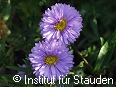 Zur detaillierten Beschreibung!
