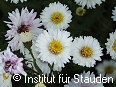 Zur detaillierten Beschreibung!