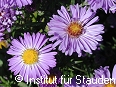 Zur detaillierten Beschreibung!