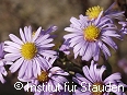 Zur detaillierten Beschreibung!