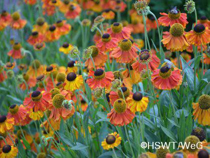 Beschreibung Sortimentssichtung - Arbeitskreis Staudensichtung